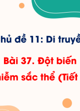 Bài 37. Đột biến nhiễm sắc thể (Tiết 2)